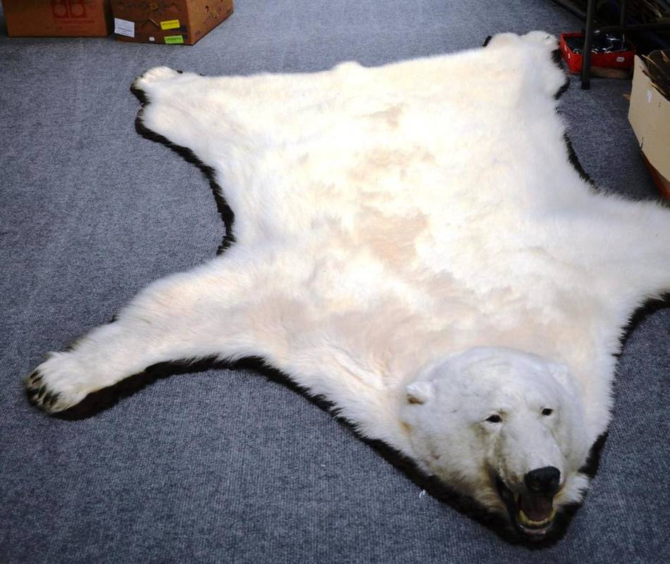 Lot 1276 - Polar Bear (Ursus maritimus), circa 1965, skin rug with head mount, with open jaw, on original...