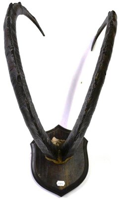 Lot 1278 - Sind Ibex (Capra aegagrus blythi), circa 1900, horns on frontlet, right horn 111cm, left horn...