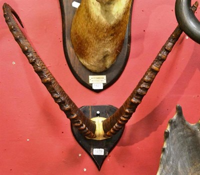 Lot 1279 - Tien Shan Ibex (Capra ibex almasyi), circa 1910, horns on frontlet, right horn 98.5cm, left...