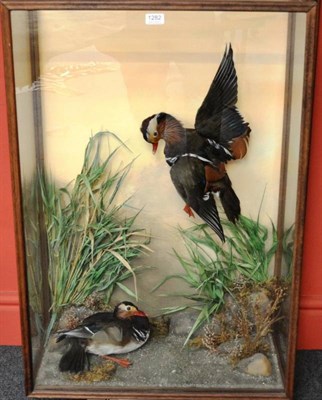 Lot 1282 - Mandarin Ducks (Aix galericulata), late 20th century, two full mounts, one in flight, the other...