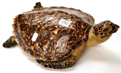 Lot 1283 - Hawksbill Turtle (Eretmochelys imbricata), circa 1935, full mount, with protruding hanging wire...