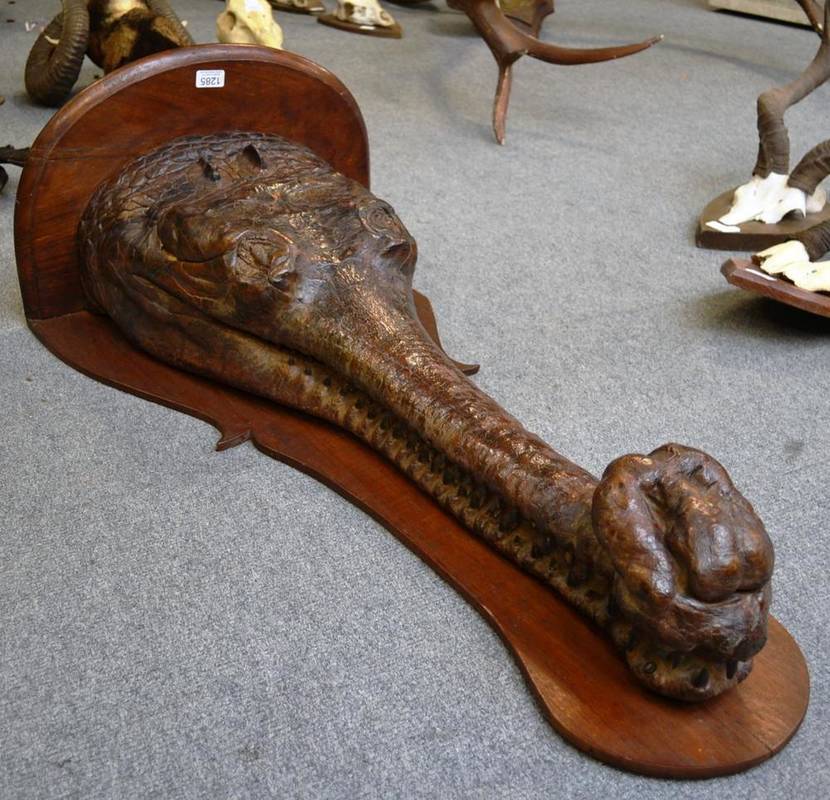 Lot 1285 - Gharial (Gavialis gangeticus), late 19th/early 20th century, taxidermy head mounted as a...