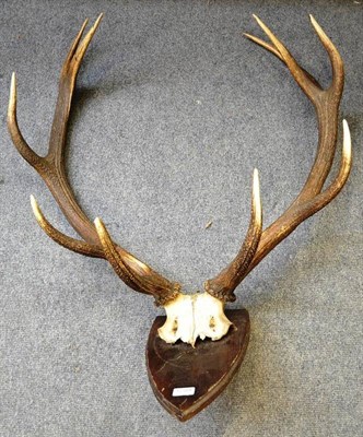 Lot 1289 - Red Deer (Cervus elephus), antlers on cut upper skull, 10 points (5+5), on wood shield, 107cm long