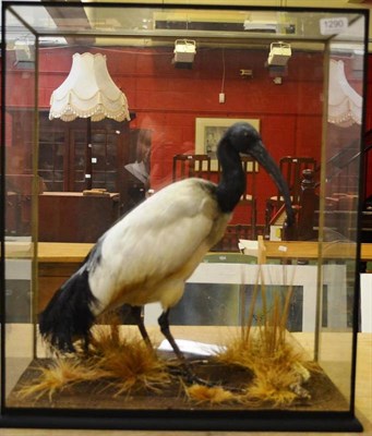 Lot 1290 - African Sacred Ibis (Threskiornis aethiopicus), circa 1900, full mount, beneath a glass dome,...