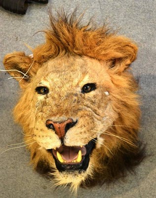 Lot 1291 - Lion (Panthera leo), circa 1960, head mount, with fine shaggy mane, deeply wrinkled open jaw,...