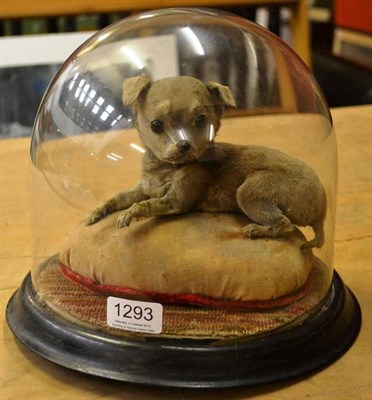 Lot 1293 - A Victorian ";Miniature Dog";, the fawn coated dog reclining on a domed stuffed cushion beneath...