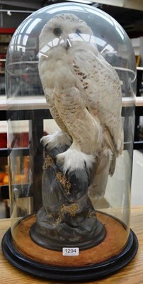 Lot 1294 - Snowy Owl (Bubo scandiacus), circa 1890, full mount, perched on a lichen encrusted faux rock,...