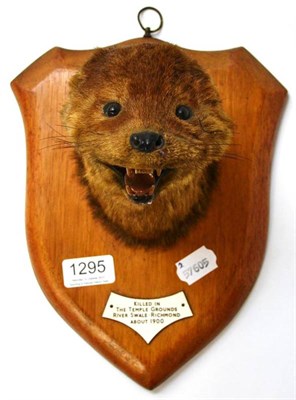 Lot 1295 - Otter (Lutra lutra), killed in The Temple Grounds, River Swale, Richmond, about 1900, by Edward...