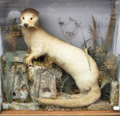 Lot 1298 - Otter (Lutra lutra), circa 1890, full mount, upstanding on moss, lichen and fern covered faux...