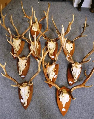 Lot 1306 - Ten Roe and Fallow Deer Antlers, 20th century, on full or cut upper skulls, all on shields