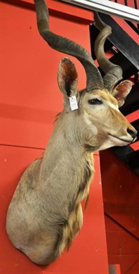 Lot 1316 - Greater Kudu (Tragelaphus strepsiceros), late 20th century, shoulder mount, turning slightly to the