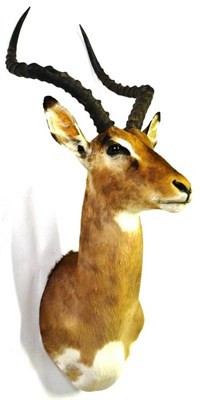 Lot 1317 - Impala (Aepyceros melampus melampus), shoulder mount, with forward gaze, 44cm from the wall