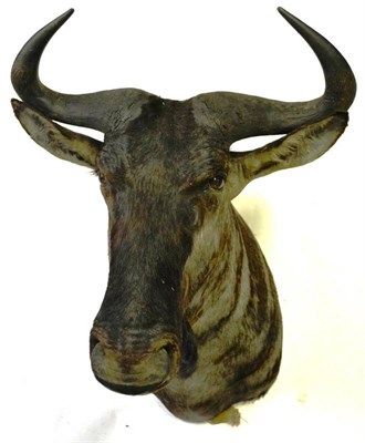 Lot 1318 - Blue Wildebeest (Connochaetes taurinus), late 20th century, male, shoulder mount, 66cm from the...