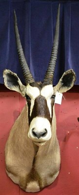 Lot 1319 - Gemsbok Oryx (Oryx gazella), late 20th century, turning very slightly to the right, horns 83cm