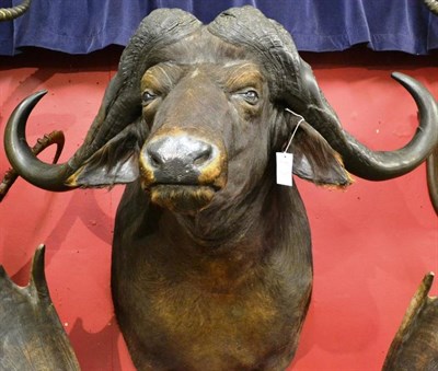 Lot 1321 - Cape Buffalo (Syncerus caffer caffer), late 20th century, shoulder mount, turning slightly to...