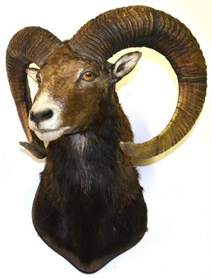 Lot 1322 - European Mouflon (Ovis gmelini musimon), late 20th century, shoulder mount, turning to the...