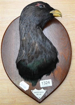 Lot 1324 - Capercaille (Tetrao urogallus), Gorthy Wood, 10.1.42, head mount, on wood shield  Gorthy Wood,...