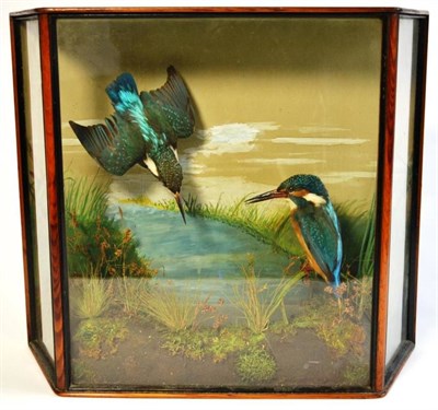 Lot 1325 - A Pair of Kingfishers, preserved and mounted in a naturalistic setting, with painted backdrop, in a