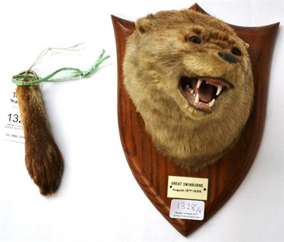 Lot 1328 - Otter (Lutra lutra), Great Swinburne, August 15th 1935, by P Spicer & Sons, Taxidermists,...