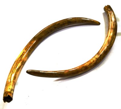 Lot 1330 - Extinct Mammoth, pair of tusks, 125cm and 117cm long, upon perspex stands