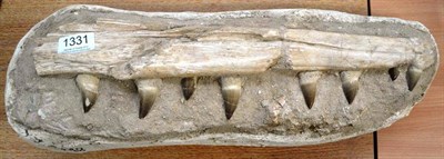 Lot 1331 - Mosasaur (Mosasaurus beavgei), Mesozoic Era, late Cretaceous Period, Maastrichtian Epoch, 70-65...