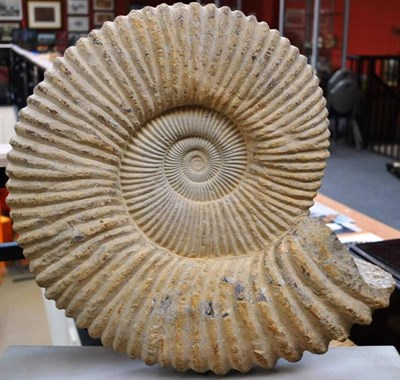 Lot 1332 - Fossilised Large Ammonite, 49cm tall, presented on a grey stone rectangular plinth, 59cm wide