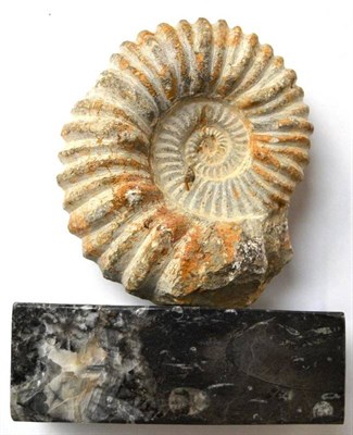 Lot 1333 - Fossilised Ammonite, 14.5cm high, presented on a fossilitic polished marble rectangular plinth,...