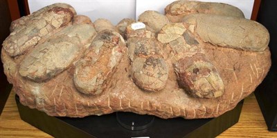 Lot 1335 - A Nest of Twelve Oviraptor Eggs, Kaoguo Formation, Xixia Basin, Henan Province, China, Mesozoic...