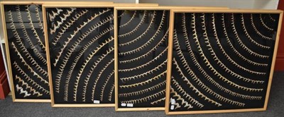 Lot 1336 - A Quartet Set of Fossil Shark Teeth, 70-90 million years old, arranged in fifteen curved rows...