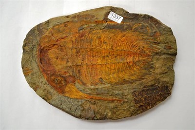 Lot 1337 - Large Trilobite Fossil Impression, finely detailed, 40.5cm, 30cm high, on an L shaped acrylic stand