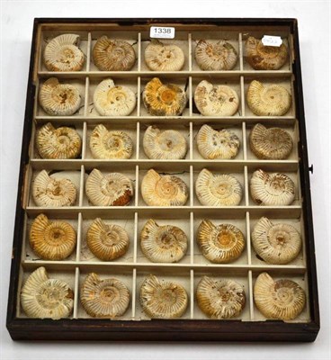 Lot 1338 - A Display of Thirty Perisphinctes Ammonites, Mesozoic Era, Upper Jurassic Series, Oxfordian...