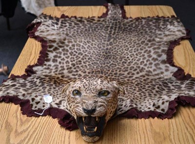 Lot 1340 - Leopard (Panthera pardus), circa 1930, skin rug with head mount, open jaw, backed onto red...