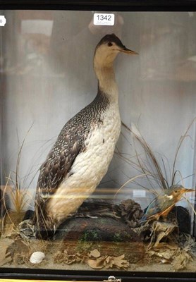 Lot 1342 - Great Northern Diver (Gavia immer), circa 1920, female, full mount, sat on sea washed faux...