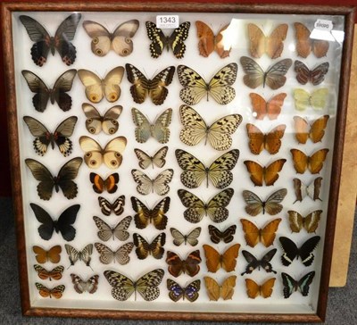 Lot 1343 - A Collection of Fifty-Five Assorted Foreign Butterflies, each with attached small data card, within