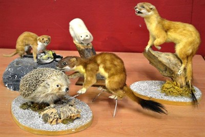 Lot 1344 - A Group of Five Taxidermy Small Animals, comprising Hedgehog, Weasels and Stoats