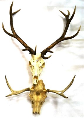 Lot 1370 - Western Red Deer (Cervus elaphus hippelaphus), antlers on upper skull, 11 points (6+5), right...