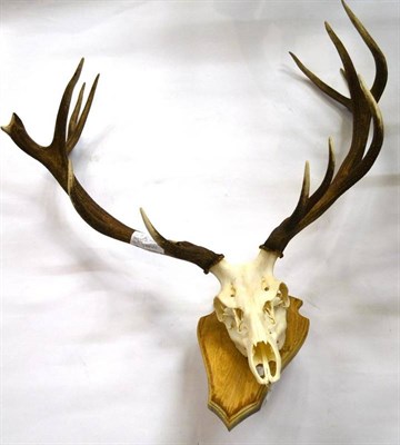 Lot 1372 - Western Red Deer (Cervus elaphus hippelaphus), antlers on upper skull, 15 points (8+7), right...