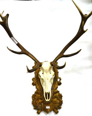 Lot 1374 - Western Red Deer (Cervus elaphus hippelaphus), antlers on cut upper skull, 15 points (8+7),...