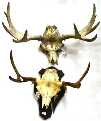 Lot 1375 - Eurasian Elk or Moose (Alces alces), antlers on cut upper skull, 10 points (5+5), right antler...