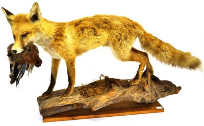 Lot 1377 - Fox (Vulpes vulpes), full mount, with Jay in its mouth, on rustic wood mount, 90cm long;...