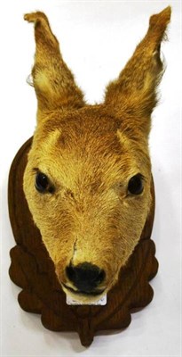 Lot 1379 - Four Roe Deer Head Mounts, circa 1900-70, three on plaques; and Two Taxidermy Fawns (6) (all a.f.)