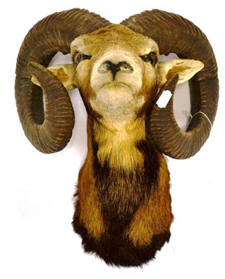 Lot 1380 - European Mouflon (Ovis gmelini musimon), shot by Günther Welach, 3.10.1985, head mount,...