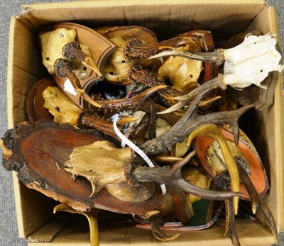 Lot 1385 - A Collection of Forty Mainly Roe Deer Antlers, circa 1906 and later, on frontlet/shields