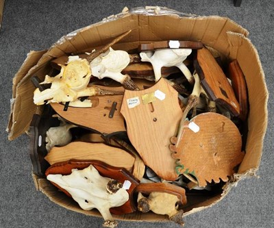 Lot 1391 - A Box of Mainly Young Red Deer Antlers, predominantly on shields; and Sundry Animal Skins,...