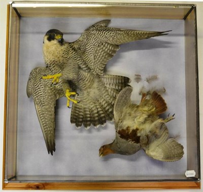 Lot 1396 - Peregrine Falcon (Falco peregrinus), circa 2009, full mount, in a glazed wall case, with wings open