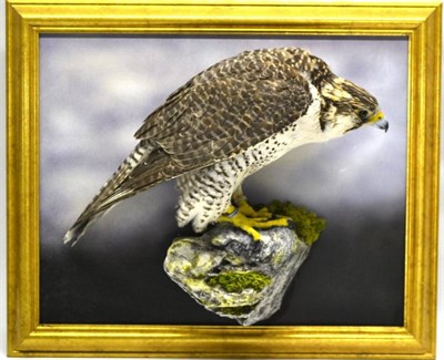 Lot 1397 - Hybrid Gyr Falcon (Falco rusticolus x Falco peregrinus), circa 2002, full mount, in perched...