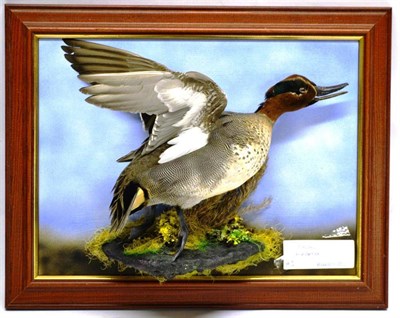 Lot 1398 - Teal (Anas crecca), modern, full mount, taking flight, on faux lichen, set against an open...