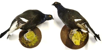 Lot 1399 - Blackgame (Tetrao tetrix), two full mounts, perched on mossy faux branches on textured circular...