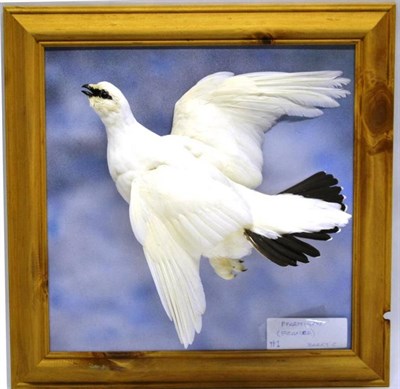 Lot 1400 - Ptarmigan (Lagopus muta), modern, full mount, winter plumage, in flight set against a picture...