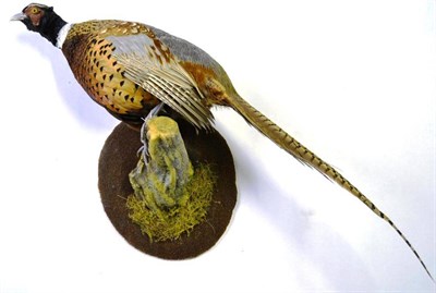 Lot 1401 - Melanistic Pheasant, full mount, perched on a mossy faux cut branch on a textured wall hanging...